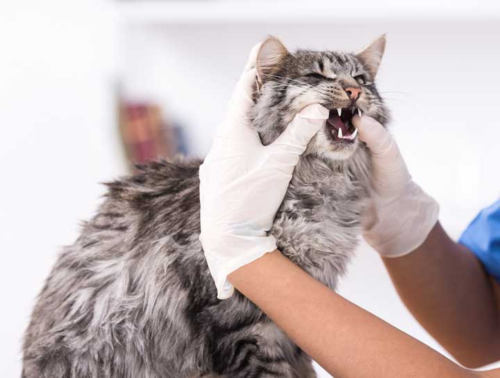 Glendale Pet Dentist Pet Teeth Cleaning