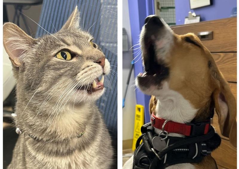 Carousel Slide 4: Don't let them tell you they don't need annual check ups!  Book an appointment online today!